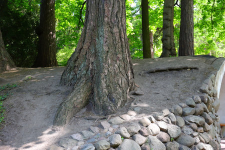 Gray tree trunk and the stacked stonesの写真素材