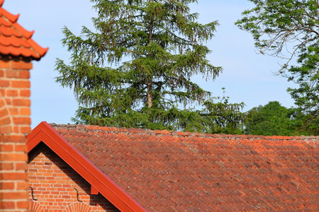 Brick roof tiles and the green coniferの写真素材