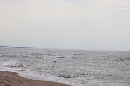 The bird and its diving flight into the seaの写真素材