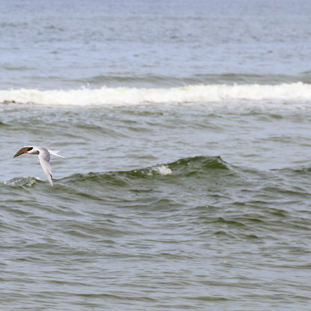 A white seagull flying over the sea in the negative perspectiveの写真素材