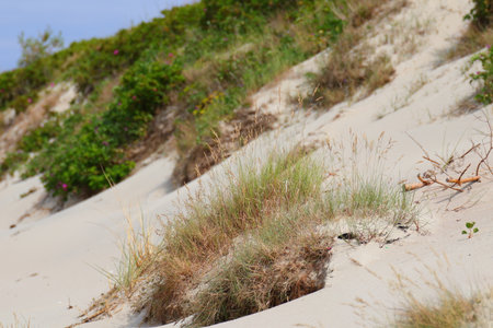 A green tuft of grass on a sand duneの写真素材