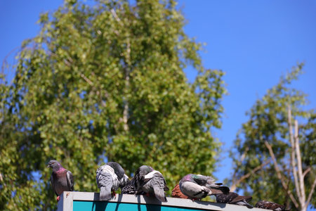 Pigeons on the railing and a tree in the backgroundの写真素材