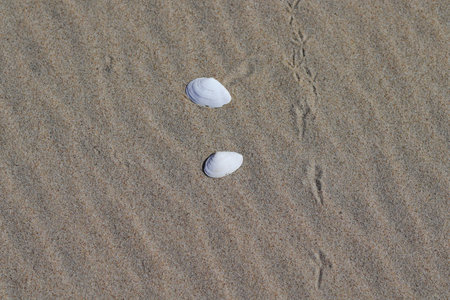 Two white shells and bird tracks in the sand
