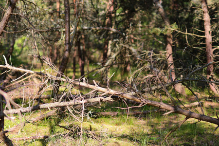 Fallen dry branches against the background of green plants