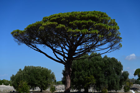 A sprawling green tree among ancient ruinsの写真素材