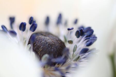 Blossom imaginationの写真素材