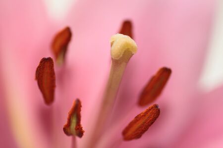 Pink Lilyの写真素材