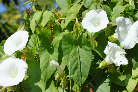 White Flowering winds