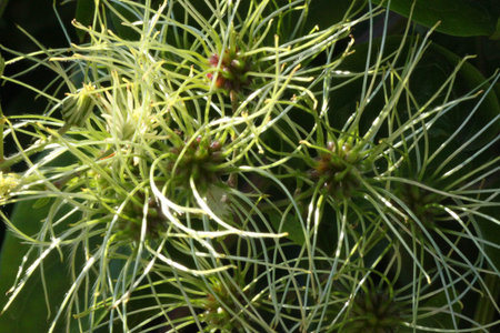 Green tangle