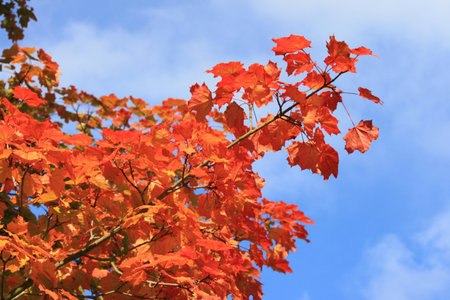 Autumn branch