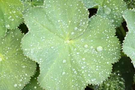 Beading after rainの写真素材
