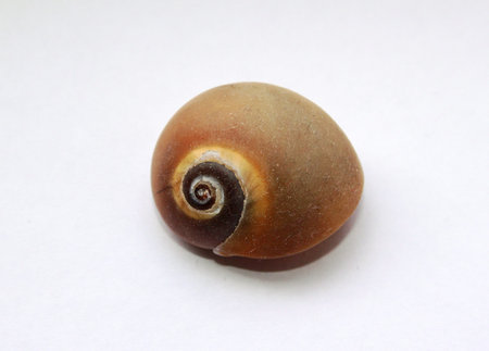 Brown snail shell