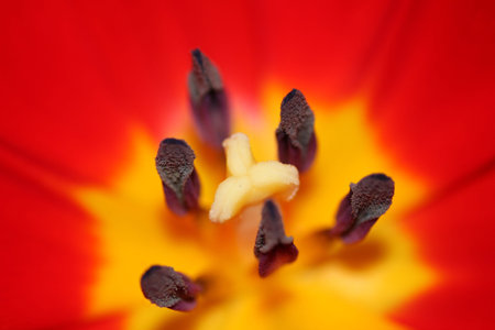 The tulip
