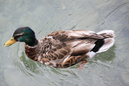 Floating Duckの写真素材