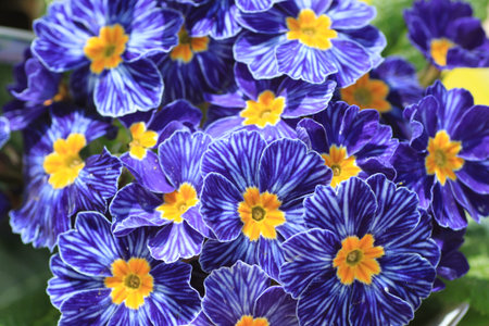 Blue Zebra primrosesの写真素材