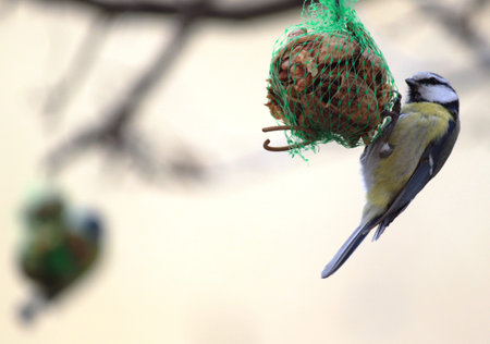 Bird Feedingの写真素材