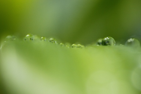 Water Dropsの写真素材