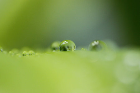 Water Drops