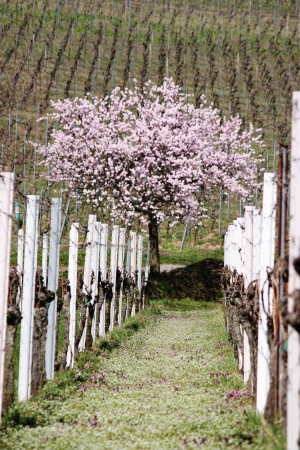 Vineyard with almond treeの写真素材