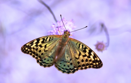 Argynnis paphiaの写真素材
