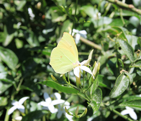 yellow butterflyの写真素材