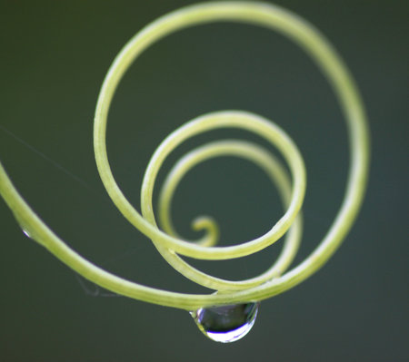 Tendrils spiral with water droplets