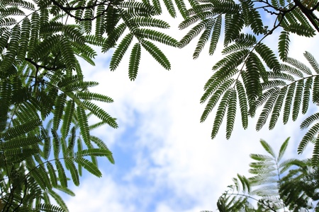 silk acaciaの写真素材