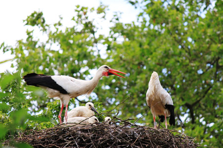 White Stork