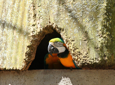 The Bird s Nestの写真素材