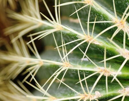 spinyの写真素材