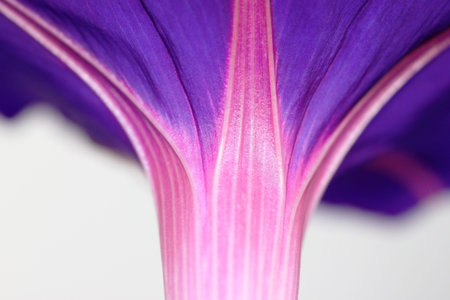 winds patternの写真素材