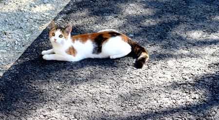 young Catの写真素材