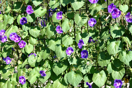 Ipomoea purpurea 