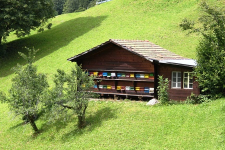 apiaryの写真素材