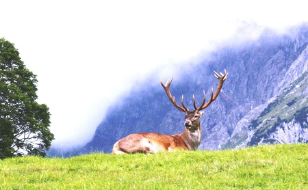 proud deer buckの写真素材