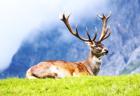 proud stagの写真素材