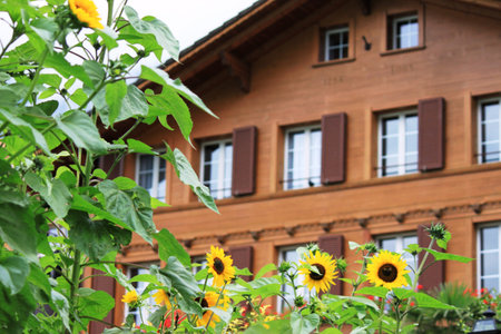 Sunflowers front of the houseの写真素材