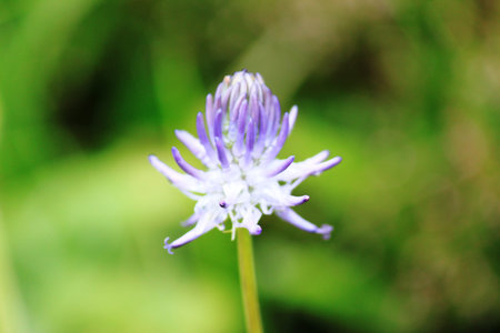 Cornflower
