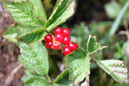 Stone berry