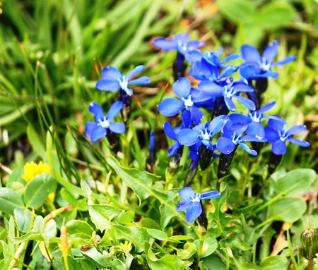 Short-leaf gentianの写真素材