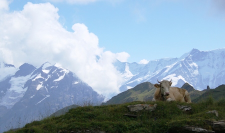 Swiss cow in the mountainsの写真素材