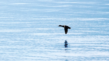 Duck and waterの写真素材