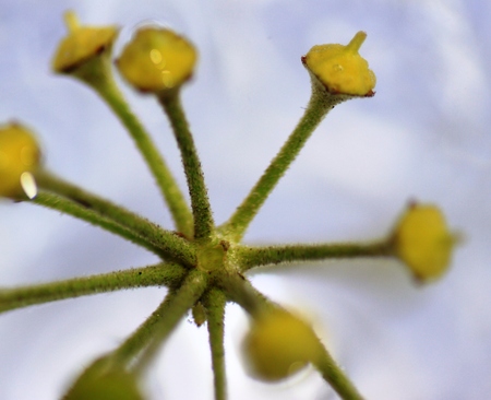Faded Ivy flowers in autumnの写真素材