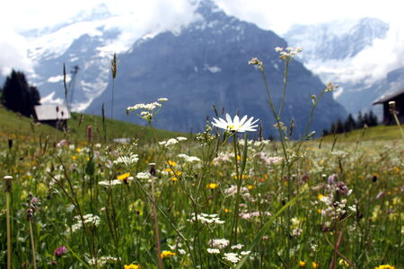 mountain flower meadowの写真素材