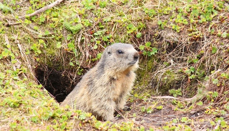 Alpine Marmotの写真素材