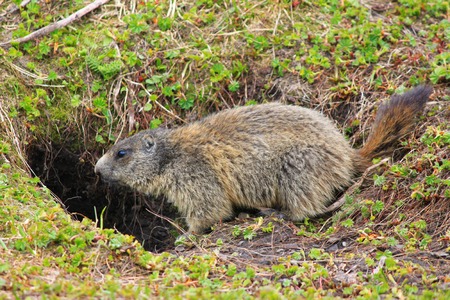 Alpine Marmotの写真素材