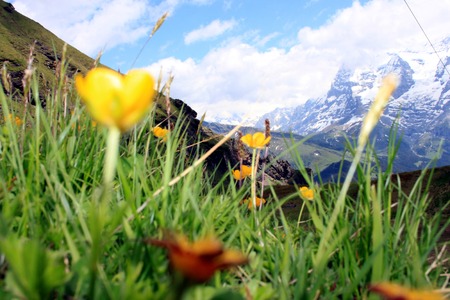 Mountain Summerの写真素材