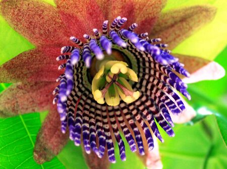 Passifloraの写真素材