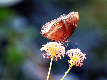 Butterfly on flowerの写真素材