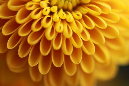 yellow asterの写真素材